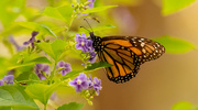 27th Aug 2023 - Monarch Butterfly!