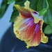 Hibiscus side view by amyk