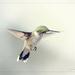 Ruby Throated Hummingbird by bluemoon