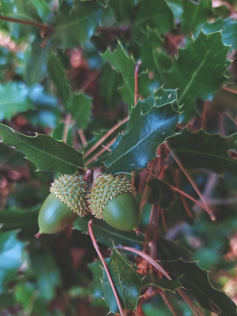 Spiky acorns by monikozi