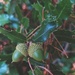 Spiky acorns by monikozi