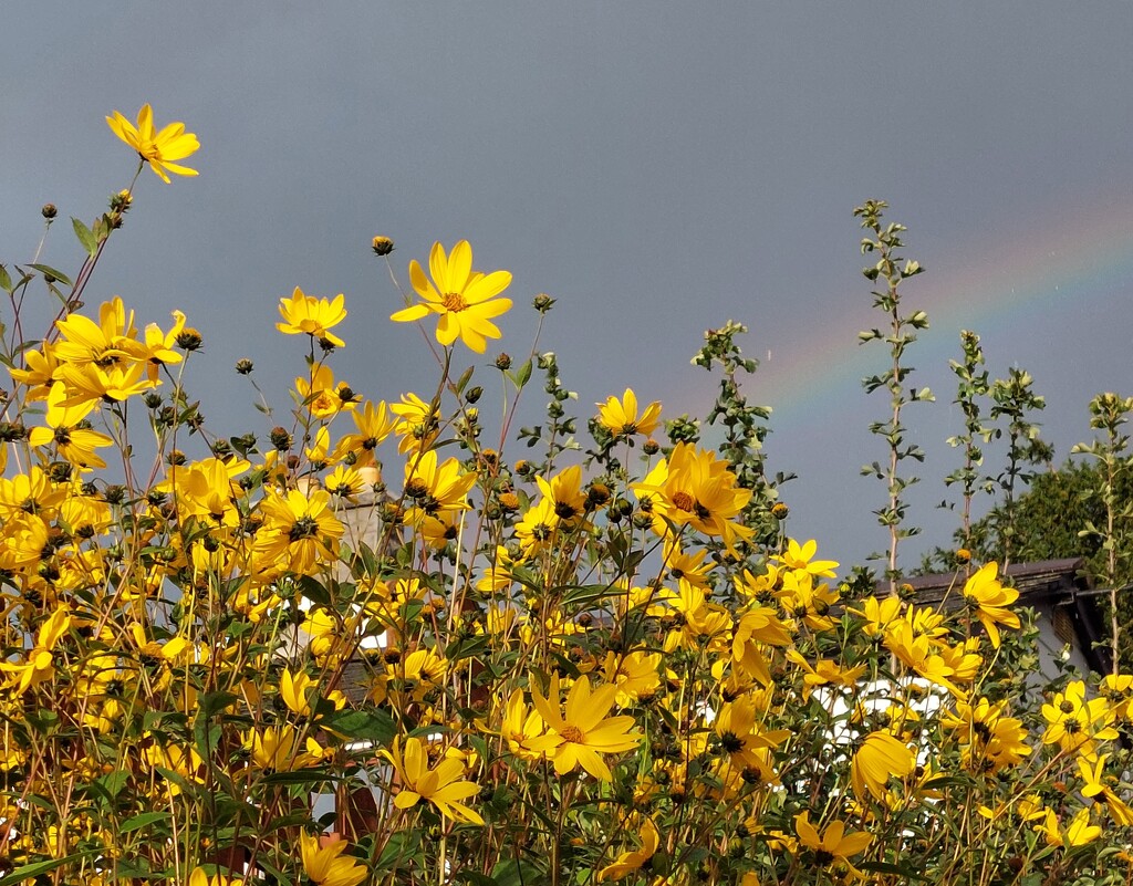 Another rainbow peeking behind the flowers  by samcat