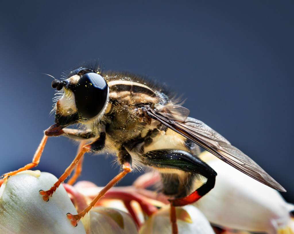 Three-lined hoverfly by 365projectclmutlow