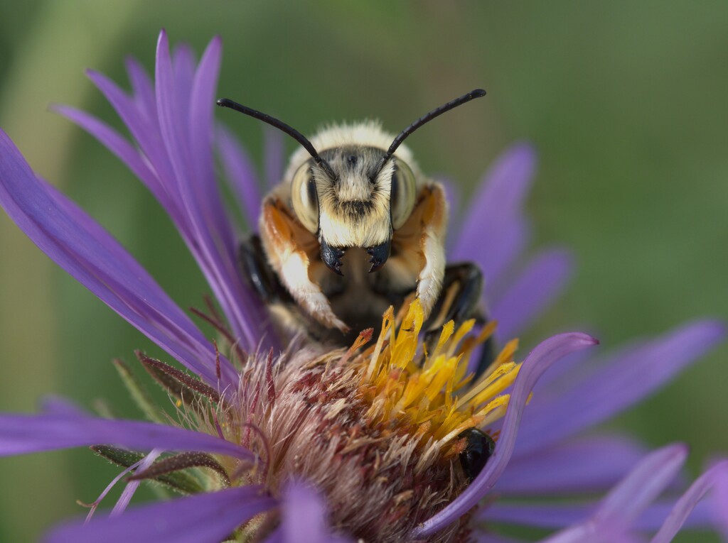 Purple Aster with a bee by fayefaye