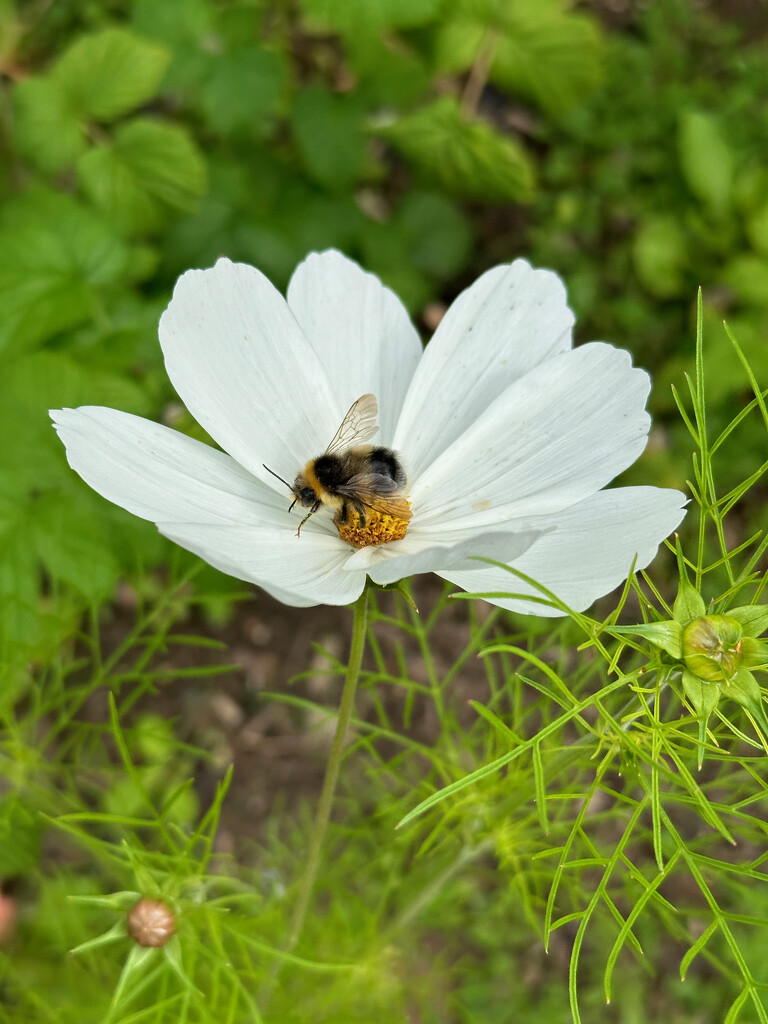 Cosmos and a Bee by 365projectmaxine