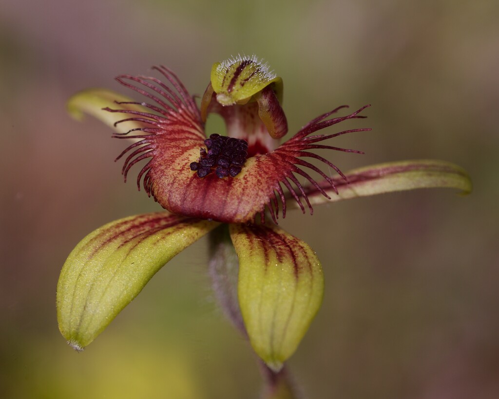 Dancing Spider Orchid P8285303 by merrelyn