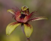 28th Aug 2023 - Dancing Spider Orchid P8285303