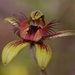 Dancing Spider Orchid P8285303 by merrelyn