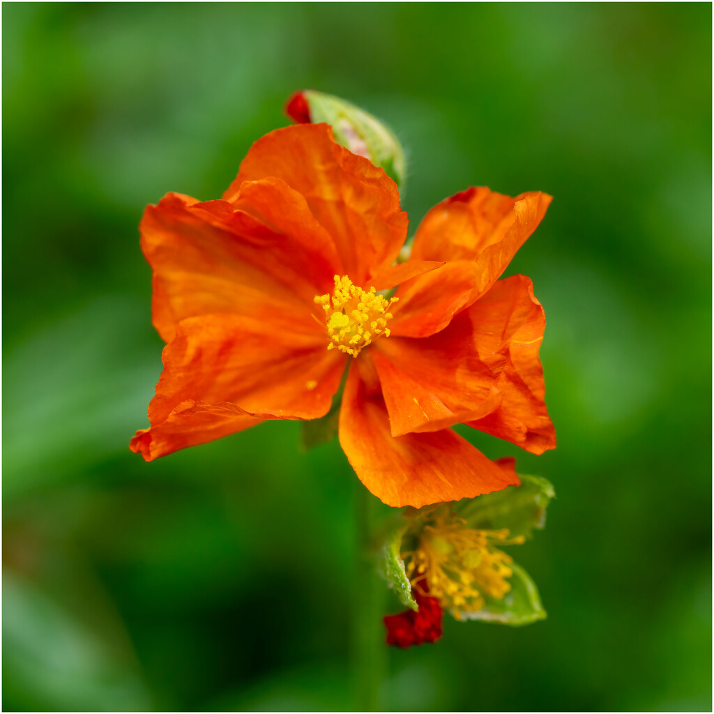 Chinese Hibiscus by clifford