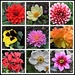 Flowers from my garden by rosiekind