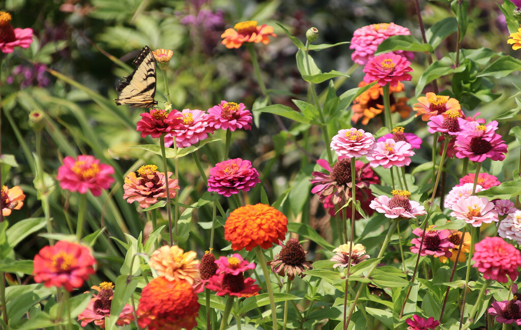 Some colorful flowers and a butterfly by mittens