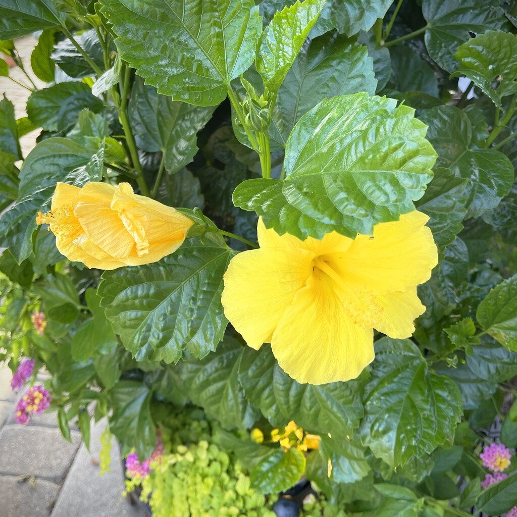Yellow Flowers by yogiw