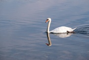 19th Jun 2023 - Swan