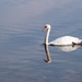 Swan by mdaskin