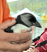 28th Aug 2023 - Baby Puffin