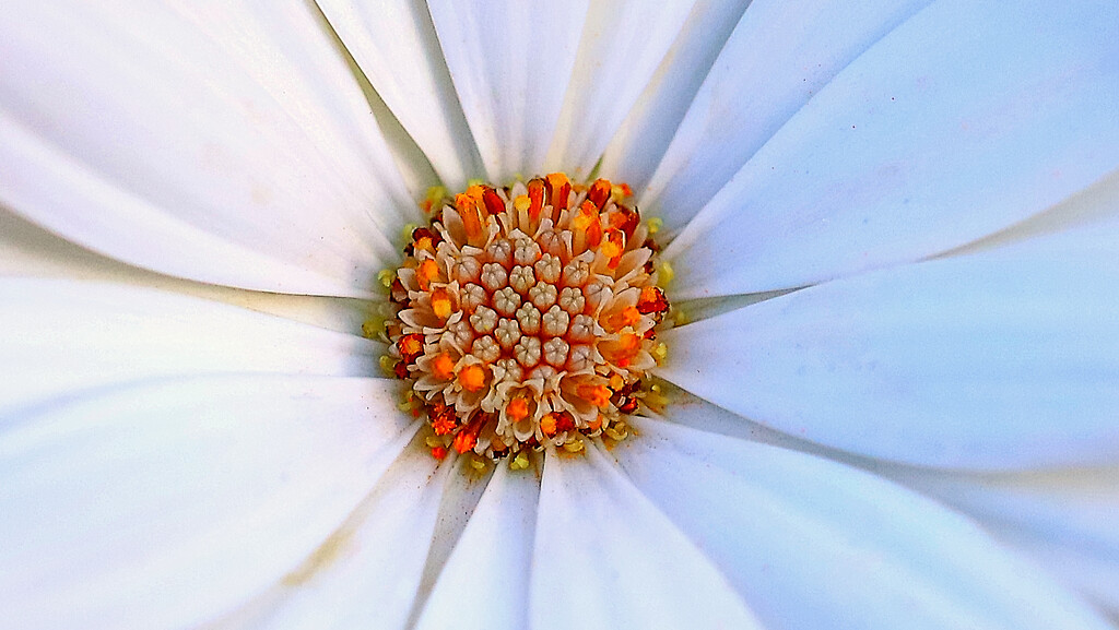 Cape Rain-daisies pistil.........860 by neil_ge