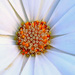 Cape Rain-daisies pistil.........860 by neil_ge