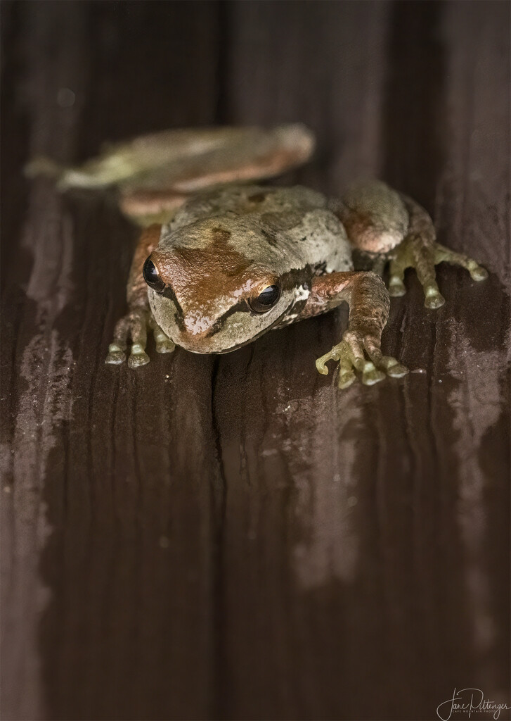 Little Tree Frog Climbing Up Hot Tub  by jgpittenger