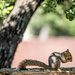 Squirrel by dkellogg