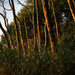 Luminance Trees by theredcamera