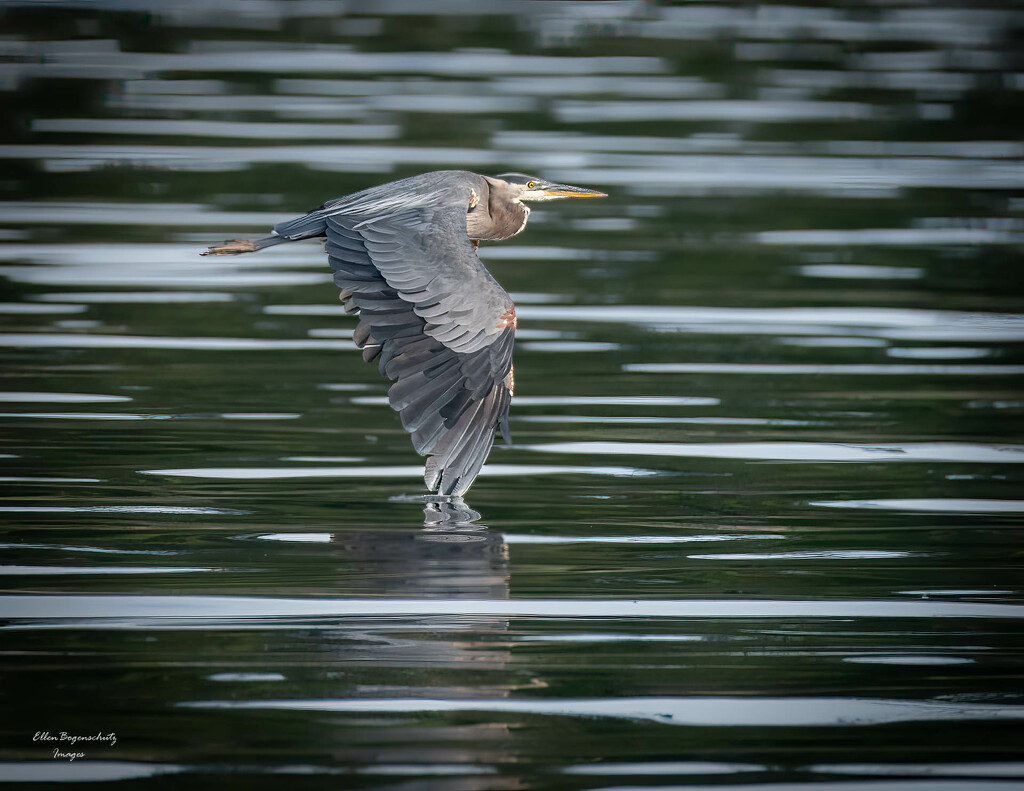 Passing Great Blue Heron by theredcamera