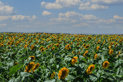 13th Aug 2023 - Vast Field of Sunflowers