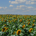 Vast Field of Sunflowers by skipt07