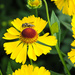 Busy bee!  by bigmxx
