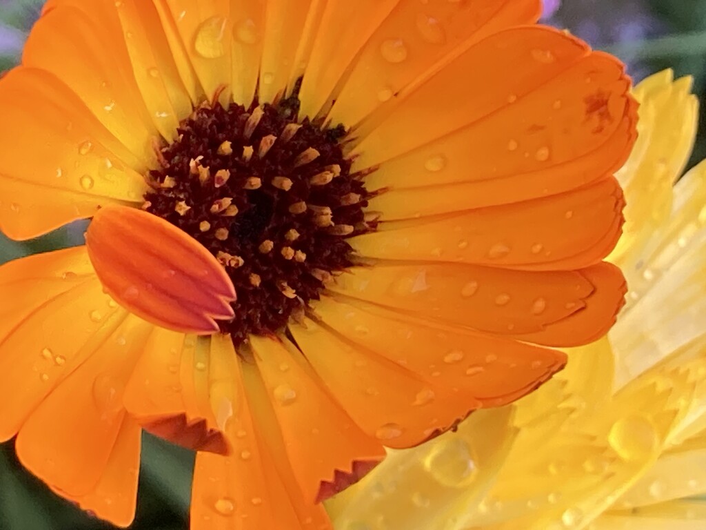 Orange Flower by cataylor41