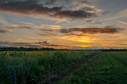 28th Aug 2023 - Sunset and Sunflowers 