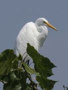 28th Aug 2023 - great egret 