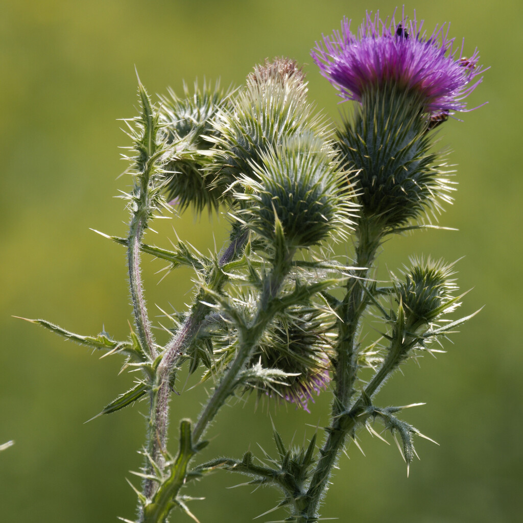 bull thistle by rminer