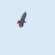 28th Aug 2023 - red-tailed hawk