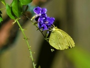 29th Aug 2023 -  Common Grass Yellow Butterfly ~
