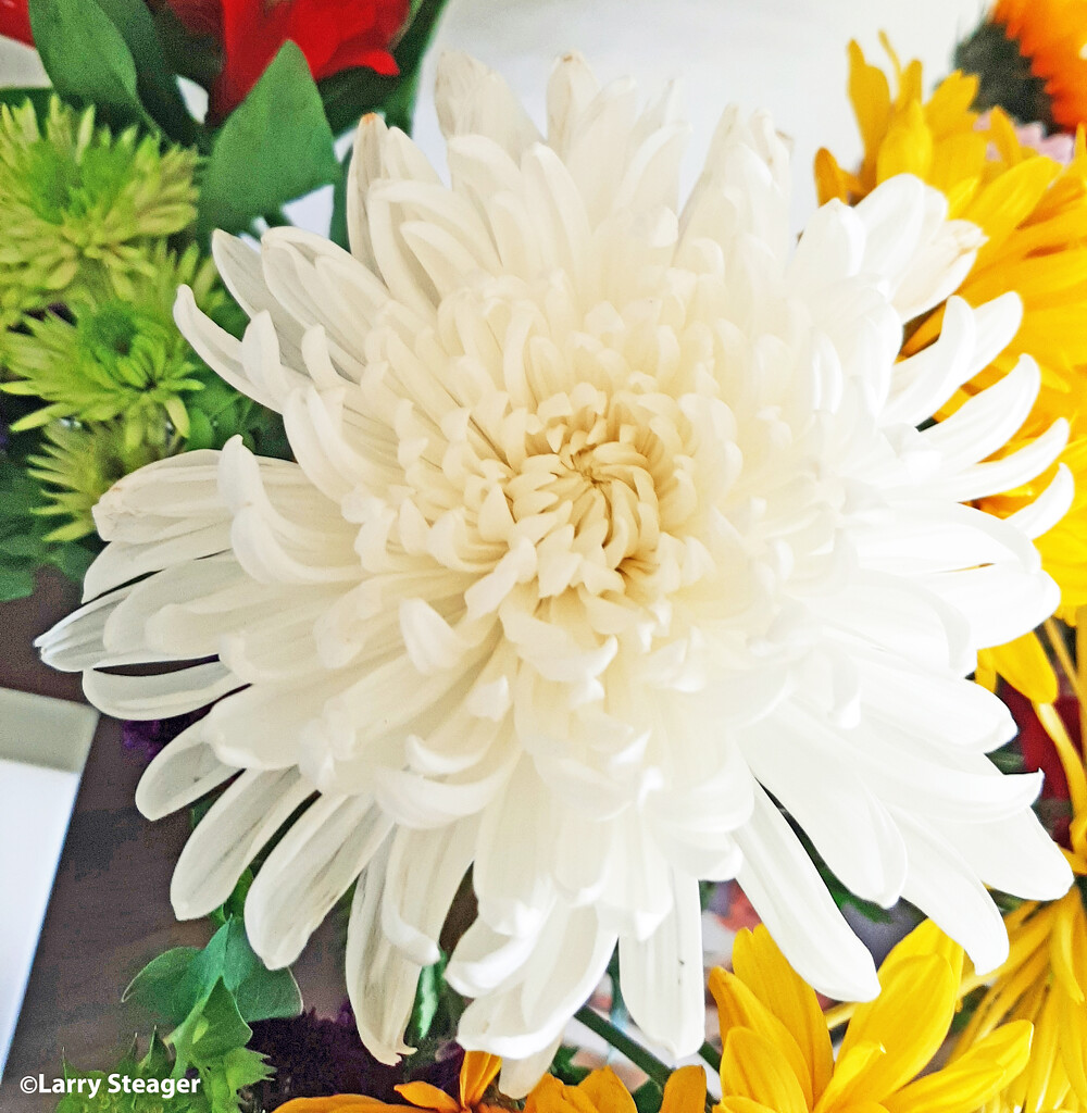 White chrysanthemum by larrysphotos
