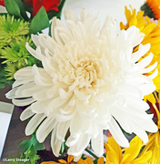28th Aug 2023 - White chrysanthemum