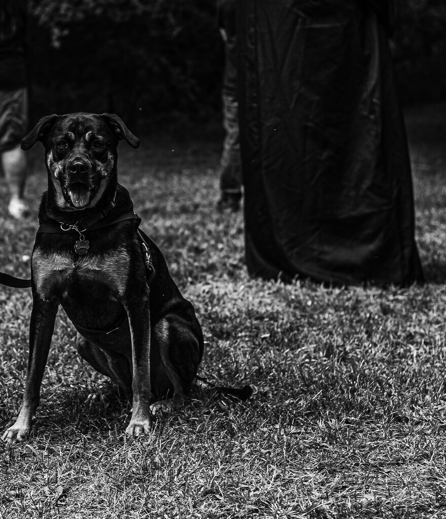Hell hound by darchibald