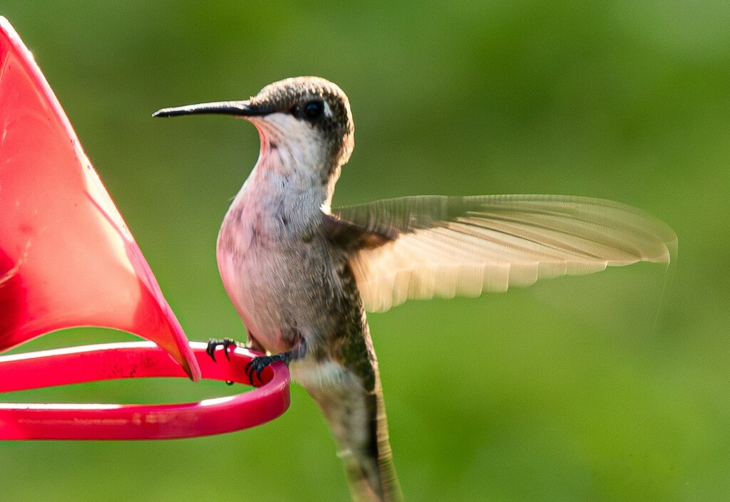 Female Hummingbird  by radiogirl