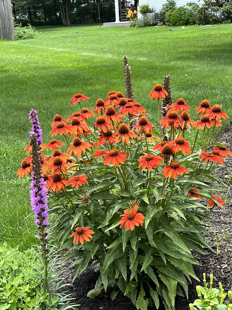 Coneflowers  by beckyk365