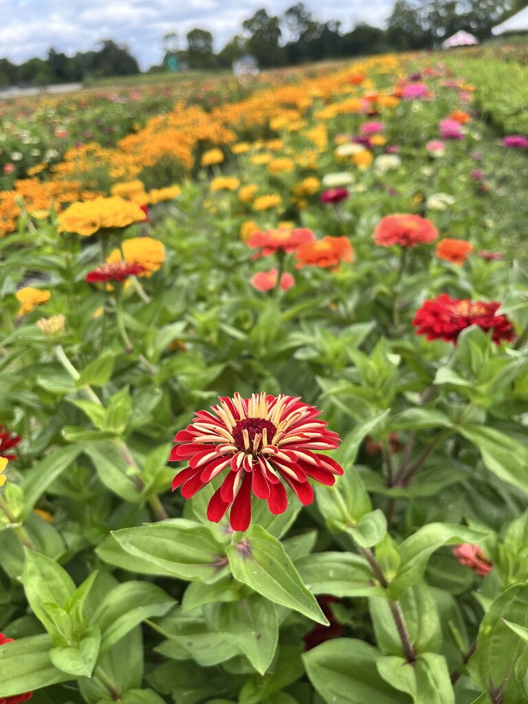 Zinnias  by beckyk365