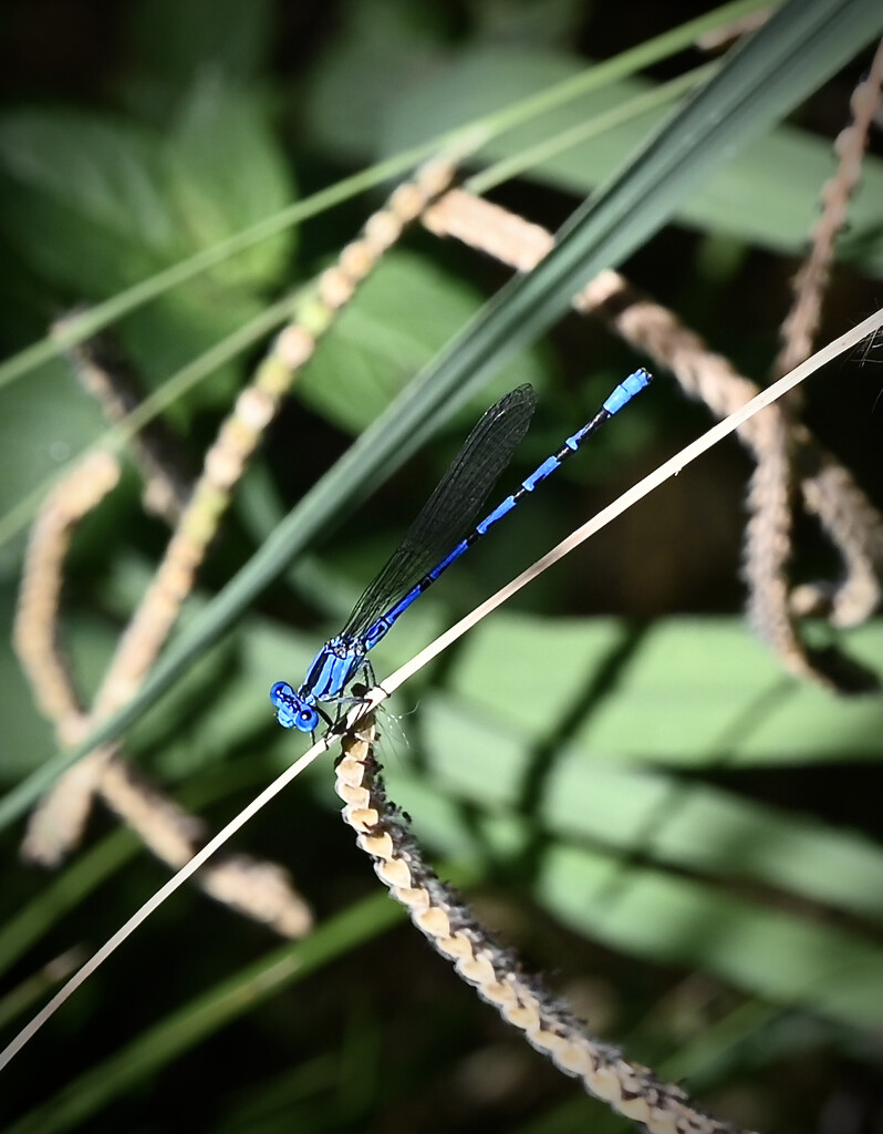 Damselfly by ososki