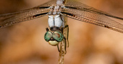 28th Aug 2023 - Nice of the Dragonfly's to Sit Still!