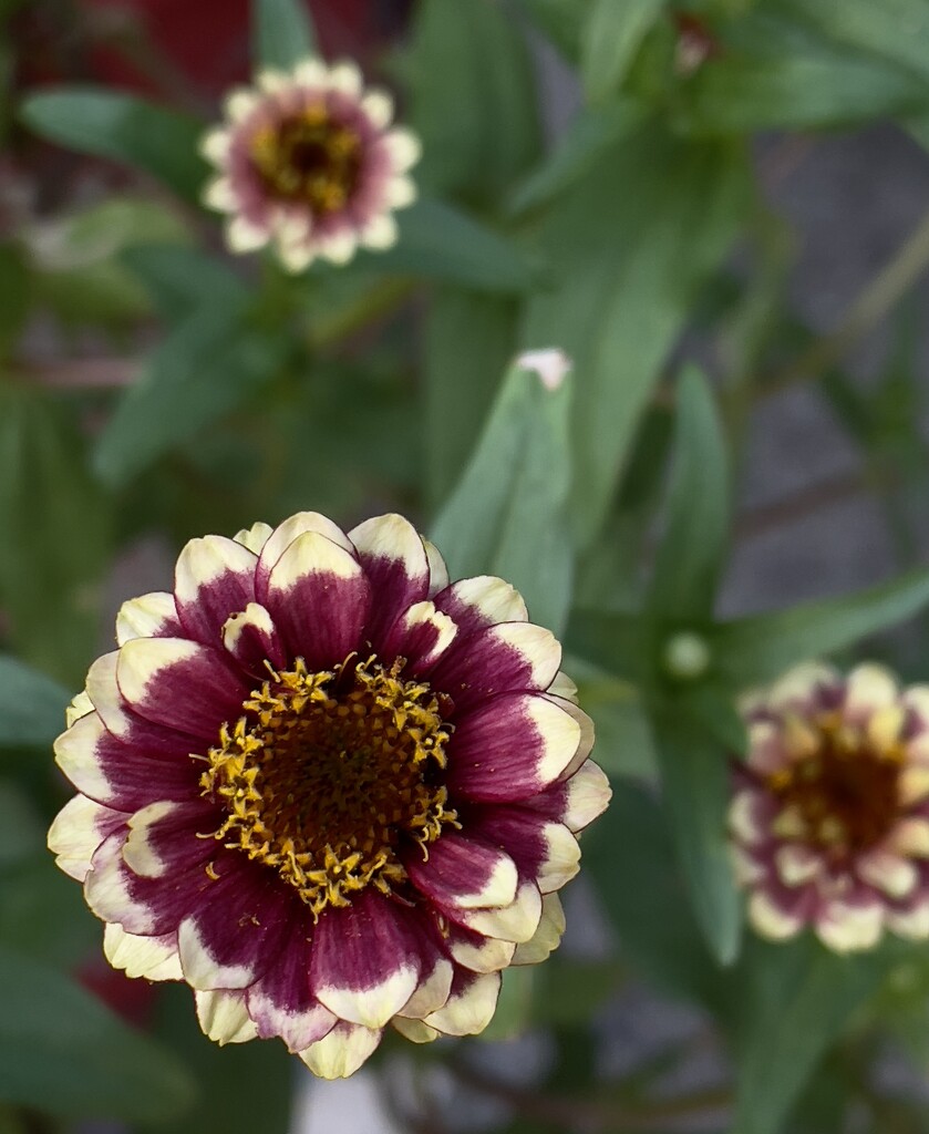 Rich Colored Mexican Zinnia  by eahopp