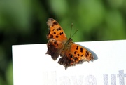 13th Aug 2023 - Butterfly On A Sign