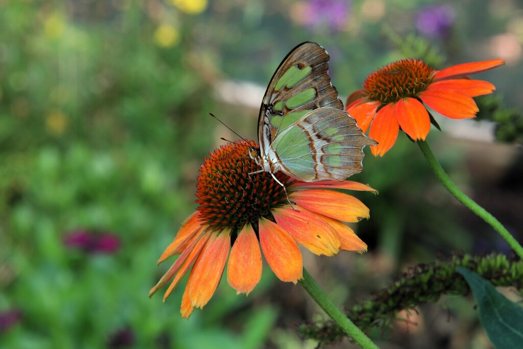 Grenn Butterfly On A Flower by randy23