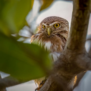 28th Aug 2023 - Ferruginous Pygmy Owl