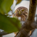Ferruginous Pygmy Owl by nicoleweg
