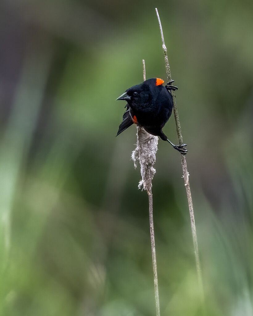 Redwinged Blackbird by nicoleweg