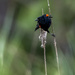 Redwinged Blackbird by nicoleweg