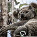 a little Hope by koalagardens